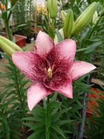 [5595 VH25 Sweet Sugar No02.JPG]